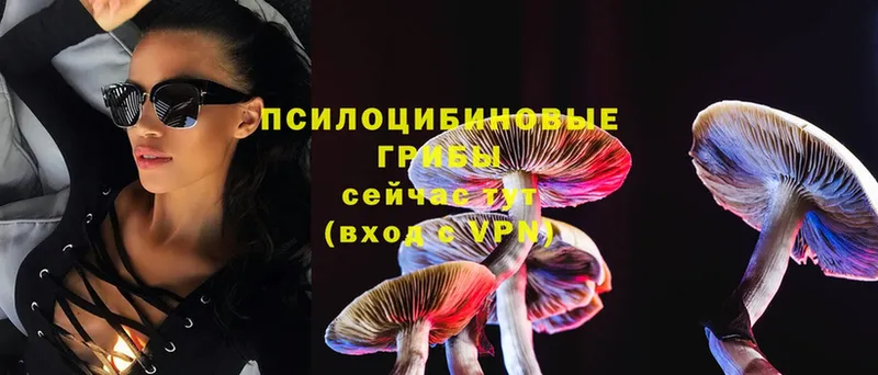 ОМГ ОМГ   Кинель  Псилоцибиновые грибы Psilocybine cubensis 